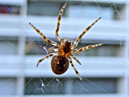 Swiss spider