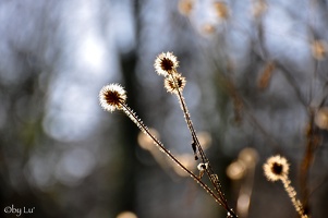 montenach river - wintertime