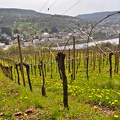 Route du vin - France/Luxembourg