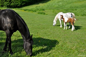 horses-luxembourg