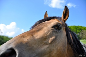 horses-luxembourg