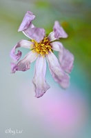 outdoor-marguerite