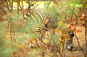 Reserve de Bandia - Senegal