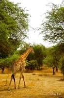 Reserve de Bandia - Senegal