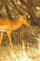 Reserve de Bandia - Senegal