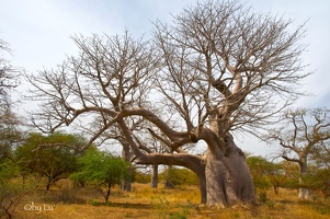 Reserve de Bandia - Senegal