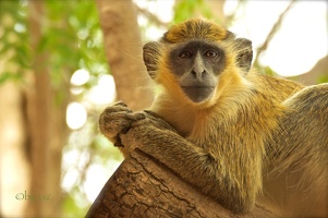 Reserve de Bandia - Senegal