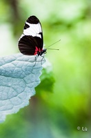 papillons-by-lu-0120