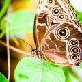 Papillon-Grevenmacher-23082015-by-Lugdivine-Unfer-9.jpg