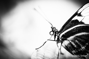 B&W-Papillon-Grevenmacher-23082015-by-Lugdivine-Unfer-5