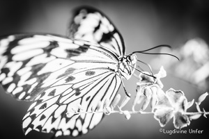 B&W-Papillon-Grevenmacher-23082015-by-Lugdivine-Unfer-20