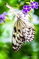 Papillon-Grevenmacher-23082015-by-Lugdivine-Unfer-22