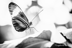 B&W-Papillon-Grevenmacher-23082015-by-Lugdivine-Unfer-25