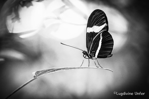 B&W-Papillon-Grevenmacher-23082015-by-Lugdivine-Unfer-36