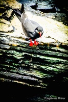 Lisbon-15-19-March2016-by-Lugdivine-Unfer-339