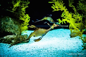 Lisbon-15-19-March2016-by-Lugdivine-Unfer-359