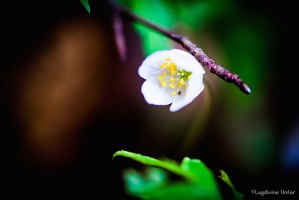 Berdorf-Beaufort-Luxemborg-15042018-by-Lugdivine-Unfer-63