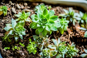 sierck-flower-11september2018-by-Lugdivine-Unfer-2