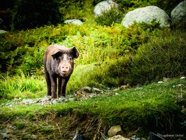 Corsica-september2018-by-Lugdivine-Unfer-548