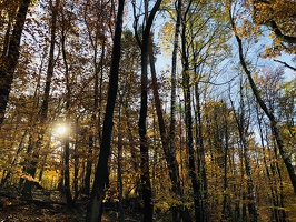 Autmun 2018 Forbach forest France