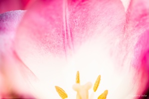 Tulipes-Sierck-les-bains-april2019-4