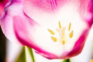 Tulipes-Sierck-les-bains-april2019-1