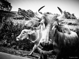 B&W-Yunnan-April2019-by-Lugdivine-Unfer-343