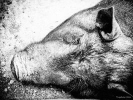 B&W-Yunnan-April2019-by-Lugdivine-Unfer-449