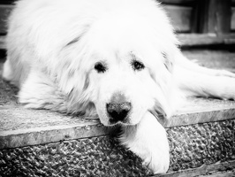 B&W-Yunnan-April2019-by-Lugdivine-Unfer-1581