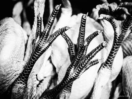 B&W-Yunnan-April2019-by-Lugdivine-Unfer-1877