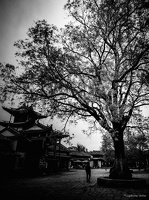 B&W-Yunnan-April2019-by-Lugdivine-Unfer-964