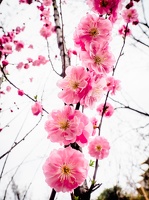 Yunnan-April2019-by-Lugdivine-Unfer-1823