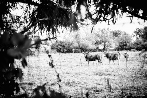 B&W-Ranch-Vahl-18082019-236