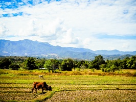 color-2-Pai-Thailand-January2020-by-Lugdivine-Unfer-399