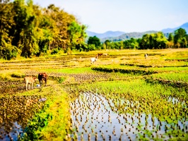 color-2-Pai-Thailand-January2020-by-Lugdivine-Unfer-517