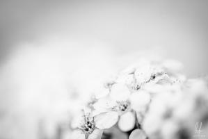 B&amp;W-Flowers-Macro-Siercklesbains-09042020-by-Lugdivineunfer-6