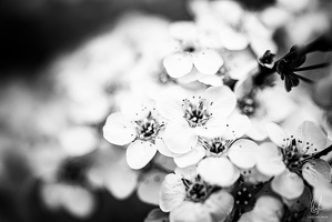 B&amp;W-Flowers-Macro-Siercklesbains-09042020-by-Lugdivineunfer-19