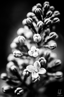 B&amp;W-Flowers-Macro-Siercklesbains-09042020-by-Lugdivineunfer-23