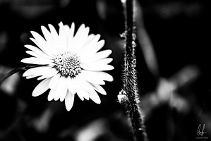 B&amp;W-Flowers-Macro-Siercklesbains-09042020-by-Lugdivineunfer-26