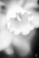 B&amp;W-Flowers-Macro-Siercklesbains-09042020-by-Lugdivineunfer-44