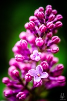 Flowers-Macro-Siercklesbains-09042020-by-Lugdivineunfer-22