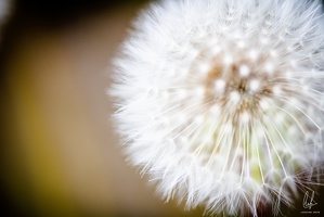 Flowers-Macro-Siercklesbains-09042020-by-Lugdivineunfer-24