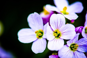 Flowers-Macro-Siercklesbains-09042020-by-Lugdivineunfer-28