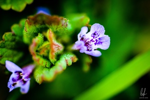 Flowers-Macro-Siercklesbains-09042020-by-Lugdivineunfer-29