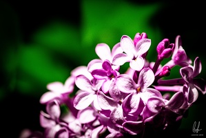 Flowers-Macro-Siercklesbains-16042020-by-Lugdivineunfer-2