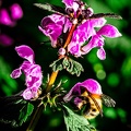 Flowers-Macro-Siercklesbains-16042020-by-Lugdivineunfer-18