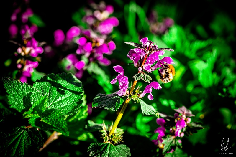 Flowers-Macro-Siercklesbains-16042020-by-Lugdivineunfer-19.jpg