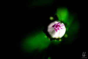 Flowers-Macro-Siercklesbains-16042020-by-Lugdivineunfer-29