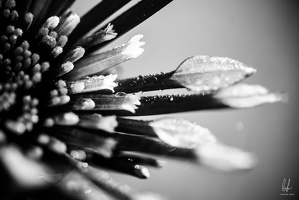 B&amp;W-Diekirch-home-macro-flowers-14112020-by-LugdivineUnfer-17