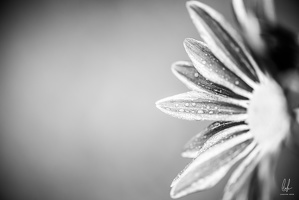 B&amp;W-Diekirch-home-macro-flowers-14112020-by-LugdivineUnfer-48